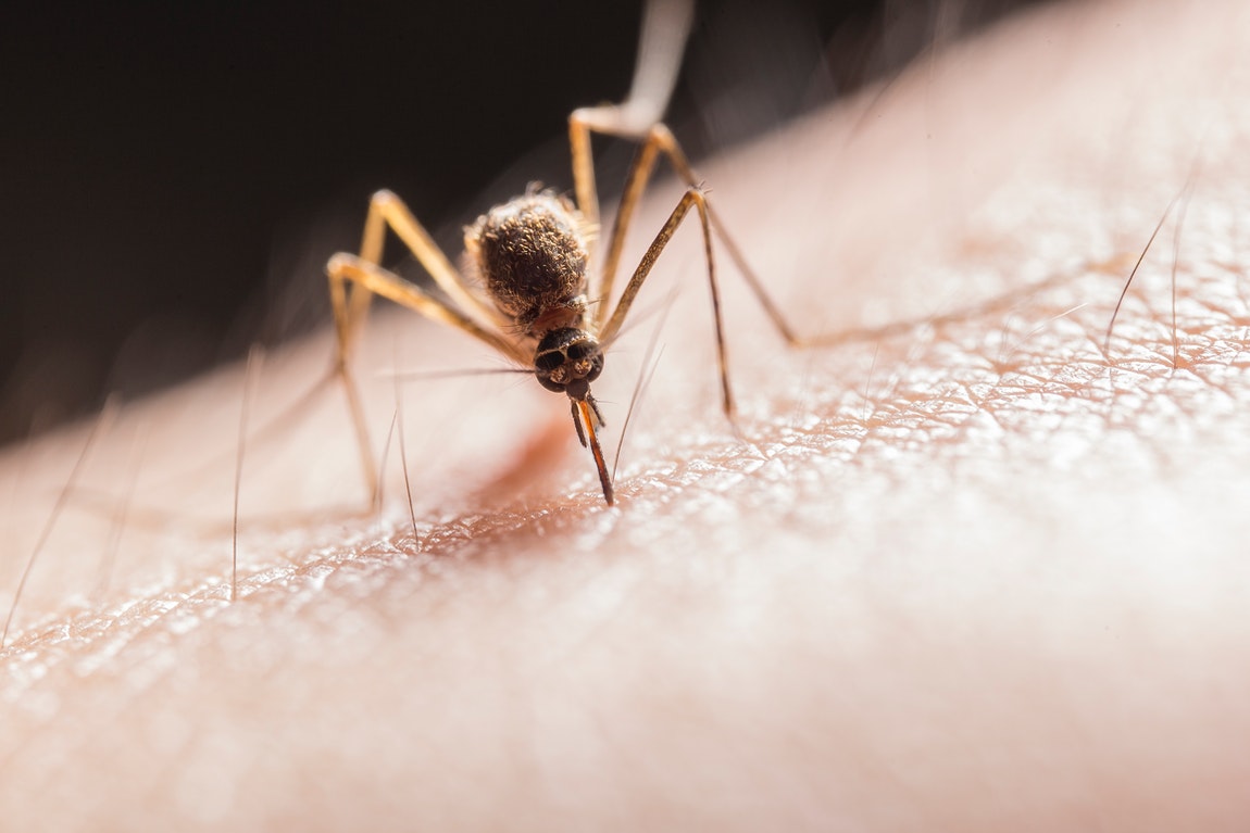 Uses Of Pest Control – Helpful Tips, Details, And Hiring Specialists