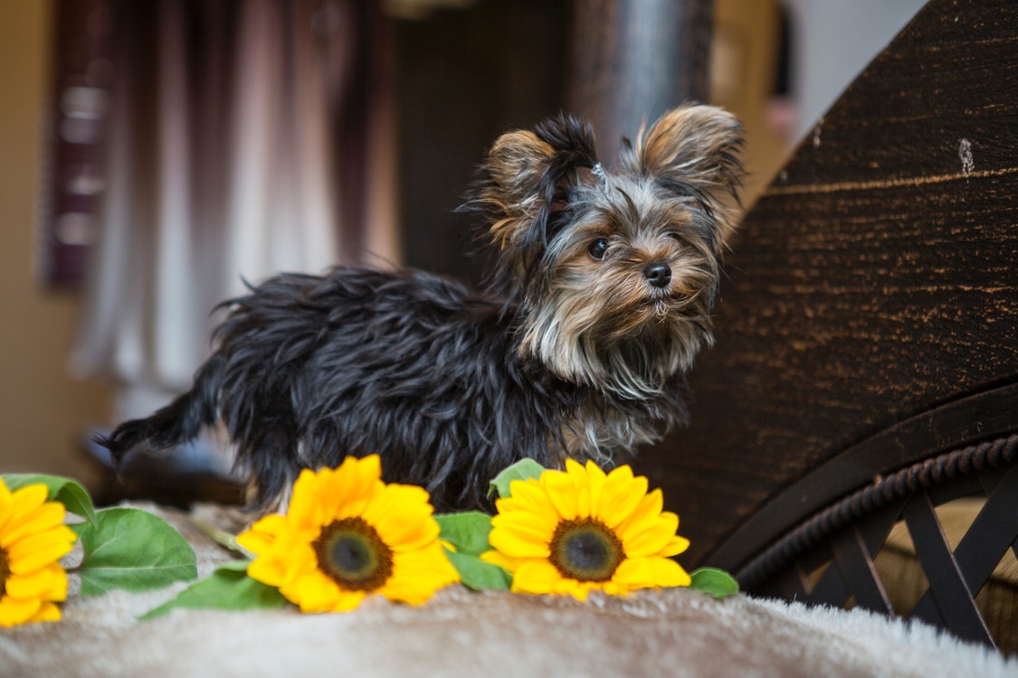 Surprising Facts About Yorkshire Terriers – An Easy Guide on the Lovely Breed